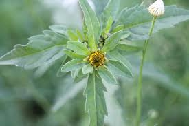 Attēlu rezultāti vaicājumam “Bidens tripartita flower”