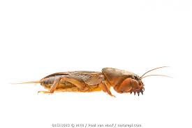 Attēlu rezultāti vaicājumam “Gryllotalpa gryllotalpa”