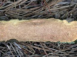 Attēlu rezultāti vaicājumam “Ceriporiopsis aneirina”