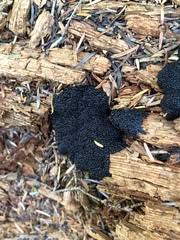 Attēlu rezultāti vaicājumam “Lindbladia tubulina”