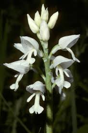 Attēlu rezultāti vaicājumam “Orchis militaris flower”