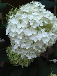 Attēlu rezultāti vaicājumam “Hydrangea arborescens subsp. discolor flower”