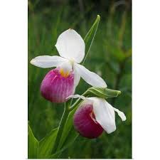 Attēlu rezultāti vaicājumam “Cypripedium calceolus”