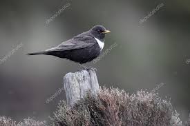 Image result for Turdus torquatus
