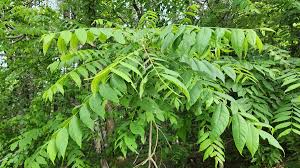 Attēlu rezultāti vaicājumam “Juglans nigra”