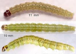 Attēlu rezultāti vaicājumam “Agonopterix ciliella”