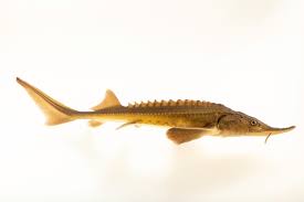 Image result for Acipenser