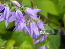 Attēlu rezultāti vaicājumam “Campanula rapunculoides bud”