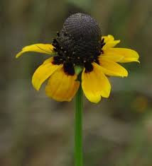 Attēlu rezultāti vaicājumam “Collaria rubens stalked”