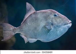 Image result for Balistes capriscus