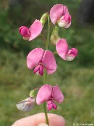 Attēlu rezultāti vaicājumam “Lathyrus sylvestris leaf”