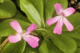 Attēlu rezultāti vaicājumam “Pinguicula vulgaris leaf”