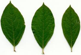 Attēlu rezultāti vaicājumam “Aronia melanocarpa leaf”