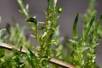 Attēlu rezultāti vaicājumam “Calliergon cordifolium”