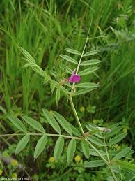Attēlu rezultāti vaicājumam “Vicia angustifolia leaf”