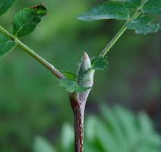 Attēlu rezultāti vaicājumam “Sorbus aucuparia bud”