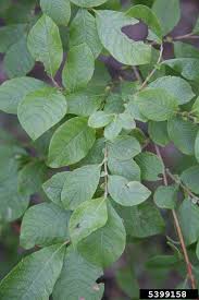 Attēlu rezultāti vaicājumam “Salix aurita”