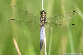 Attēlu rezultāti vaicājumam “Orthetrum cancellatum”