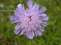Attēlu rezultāti vaicājumam “Caprifoliaceae”