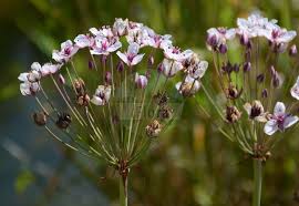 Attēlu rezultāti vaicājumam “Butomaceae”