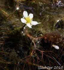 Attēlu rezultāti vaicājumam “Batrachium circinatum flower”