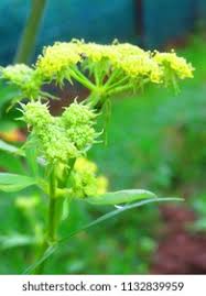 Attēlu rezultāti vaicājumam “Levisticum officinale flower”
