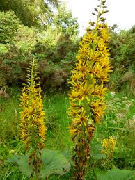 Attēlu rezultāti vaicājumam “Ligularia sibirica flower”