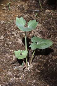 Attēlu rezultāti vaicājumam “Petasites spurius”