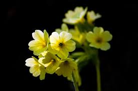 Image result for Himmelschlüssel