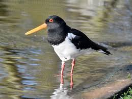 Attēlu rezultāti vaicājumam “Haematopus ostralegus”