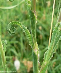 Attēlu rezultāti vaicājumam “Tragopogon pratensis subsp. pratensis leaf”