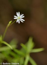 Attēlu rezultāti vaicājumam “Stellaria longifolia flower”
