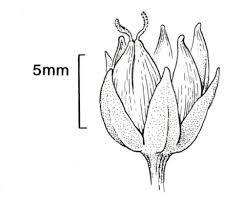 Attēlu rezultāti vaicājumam “Stellaria holostea flower”