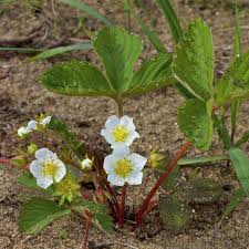 Attēlu rezultāti vaicājumam “Fragaria vesca flower”