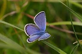 Attēlu rezultāti vaicājumam “Plebejus idas underside”