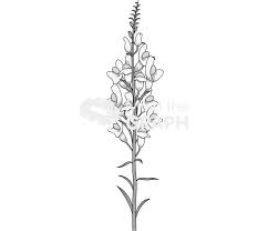 Attēlu rezultāti vaicājumam “Linaria loeselii”