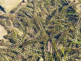 Attēlu rezultāti vaicājumam “Hydrilla verticillata”