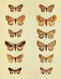 Attēlu rezultāti vaicājumam “Anticollix sparsata”