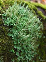Attēlu rezultāti vaicājumam “Cladonia coniocraea”