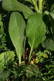 Image result for Verbascum phlomoides