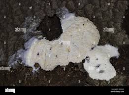 Attēlu rezultāti vaicājumam “Fuligo septica var. candida”