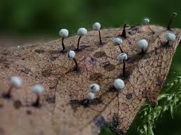 Attēlu rezultāti vaicājumam “Didymium melanospermum spores”