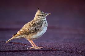 Attēlu rezultāti vaicājumam “Galerida cristata adult”