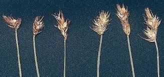 Attēlu rezultāti vaicājumam “Carex chordorrhiza”