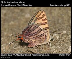 Attēlu rezultāti vaicājumam “Theclinae”