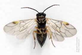 Attēlu rezultāti vaicājumam “Pontania proxima”