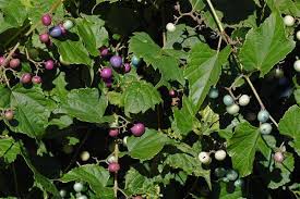 Attēlu rezultāti vaicājumam “Vitaceae”