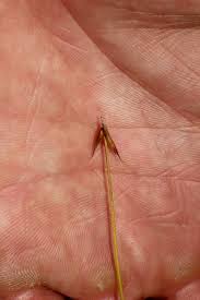 Attēlu rezultāti vaicājumam “Carex pauciflora”