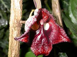 Attēlu rezultāti vaicājumam “Aristolochiaceae”