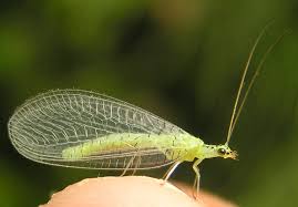 Attēlu rezultāti vaicājumam “Chrysopidae imago”